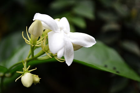 jaśmin, biały kwiat, kwiat, kwiat, ogród, piękne, Sri lanka