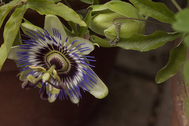 passion flower, passion plant, hanging down