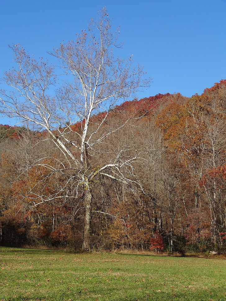 Park, jeseni, gore, narave, krajine, Tennessee, scensko