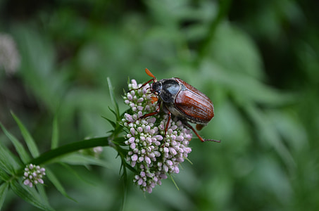 Käfer, Anlage, Grün, Natur, Insekt, Blume, in der Nähe