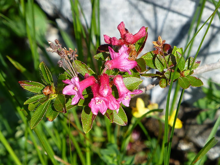 alpine flower, austria, mountains, almrausch, pink