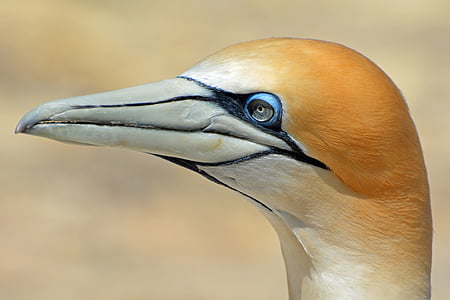 northern gannet, bird, animal, nature, close, new zealand, pride
