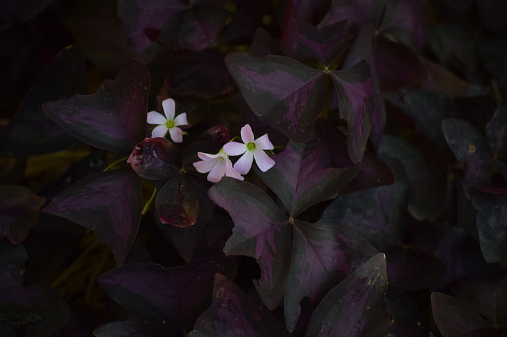 квітка, Темний, рожевий, Квіткові, крихкість, свіжість, зростання