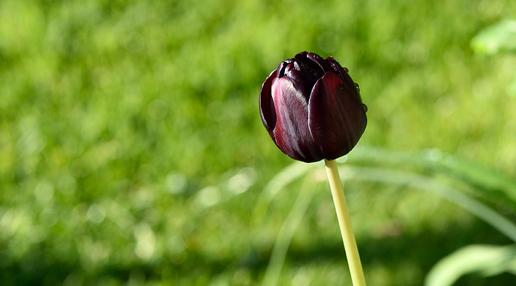 Tulipa, roxo, flor, flor, Prado, natureza, verde