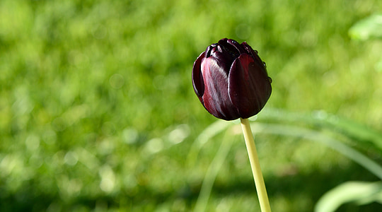 tulipán, lila, Blossom, Bloom, rét, természet, zöld