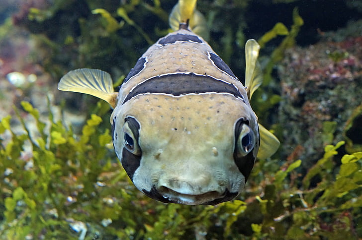 puffer fish, sea, underwater world, close, reef