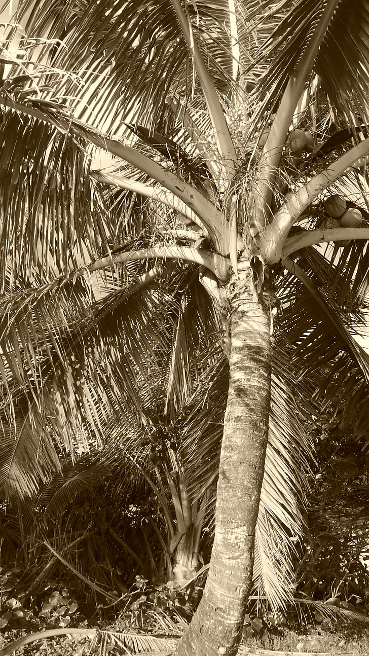 palm, coconut, husk, bark, leaves, trunk, foliage