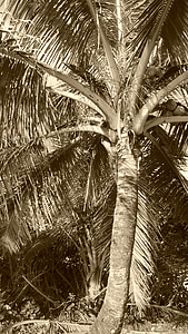 Palm, Kokosnuss, Schale, Rinde, Blätter, Stamm, Laub