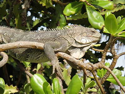 Iguana, sürüngen, Bonaire, doğa, canavar, Hollanda Antilleri, Yeşil
