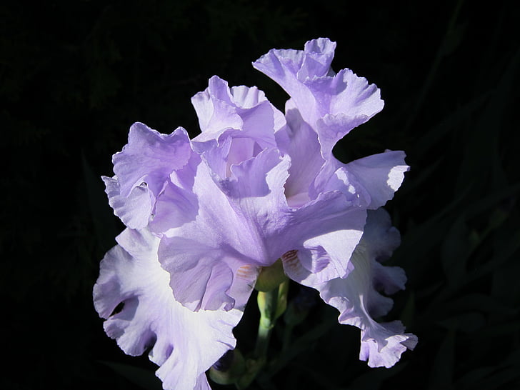 Iris, Cape cod, květinové, závod, přírodní, květ, Bloom