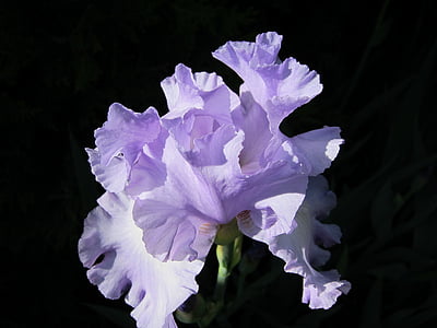 Iris, Cape cod, Kvetinová, rastlín, prírodné, kvet, kvet