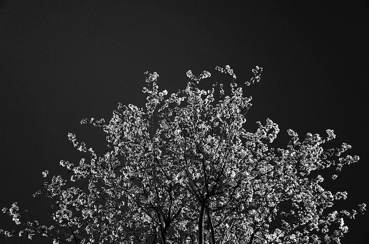 třešeň, květ, stupně šedi, Foto, strom, stromy, černá a bílá