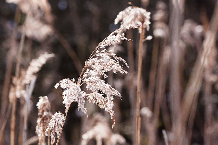 Reed, Phragmites australis, erba, Poaceae, pianta palustre, Bluegrass, filetti della polvere lungo