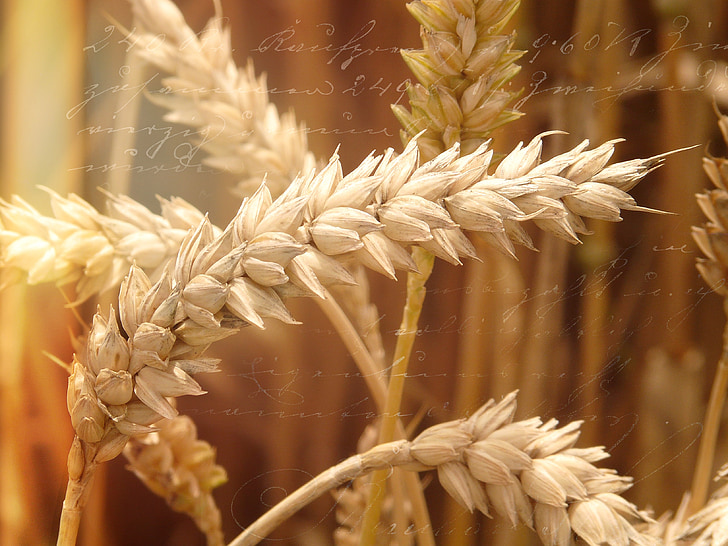 campo de trigo, trigo, pico, grão, campo de milho, cereais, luz do sol