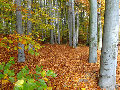 Bydgoszcz, Jardín Botánico, bosque, otoño, árboles, troncos, naturaleza