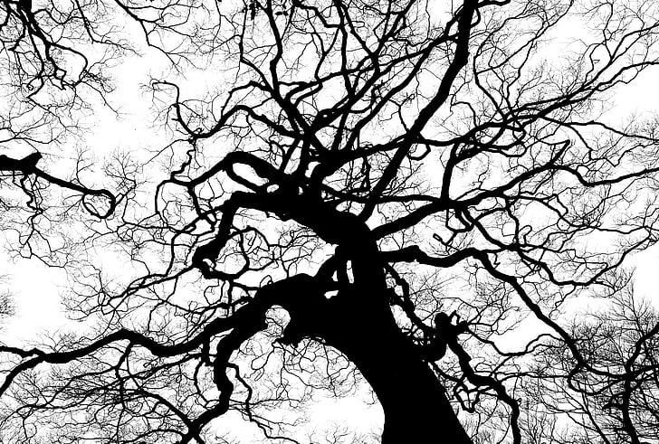 tree, silhouette, branches, tall, high, canopy, top