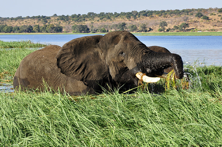 éléphant, éléphant d’eau, roseau, rivière, eau, Chobe, Botswana