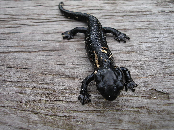 salamander, newt, amphibian, animal, creature, nature
