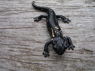 Salamander, Newt, padder, dyr, væsen, natur