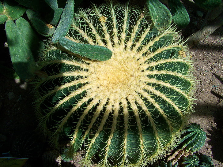 Cactus, bol, Mexicaanse plant