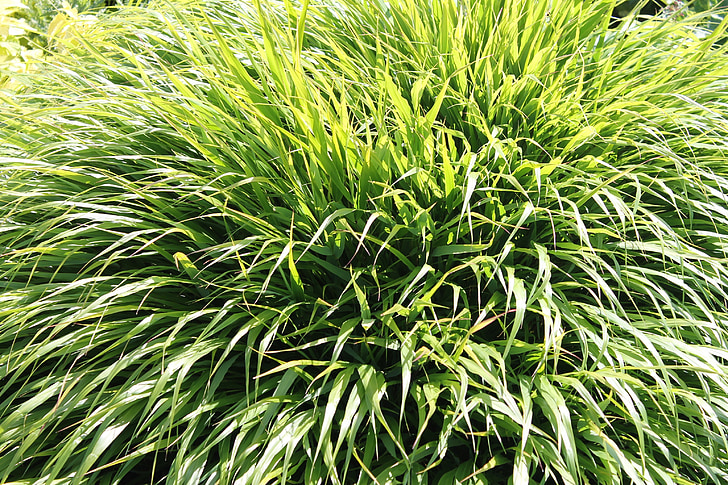 grass, green, plans, nature, plant, green Color, leaf