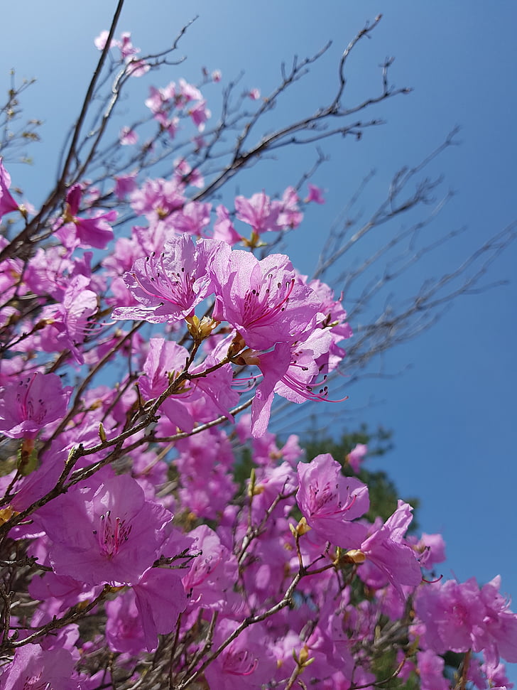 spring flowers, azalea, azalea flowers, republic of korea, jeonju, spring, flowers