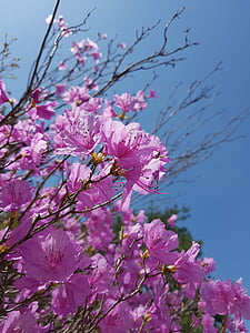 jarní květiny, Azalka, květiny Azalea, Korejská republika, Jeonju, jaro, květiny