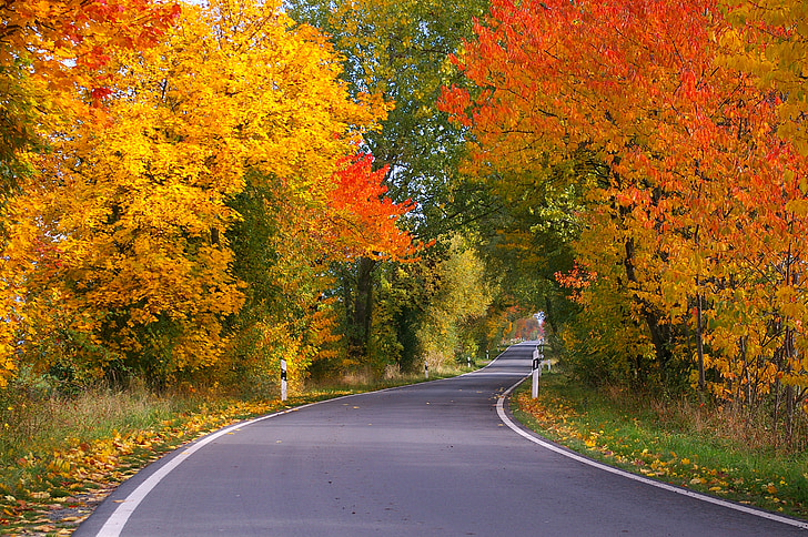 automne, Avenue, arbres, suite, route, avenue bordée d’arbres, feuilles