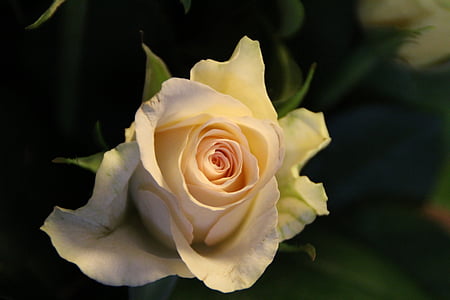 Роза, Блосъм, Блум, природата, растителна, цвете, бяло
