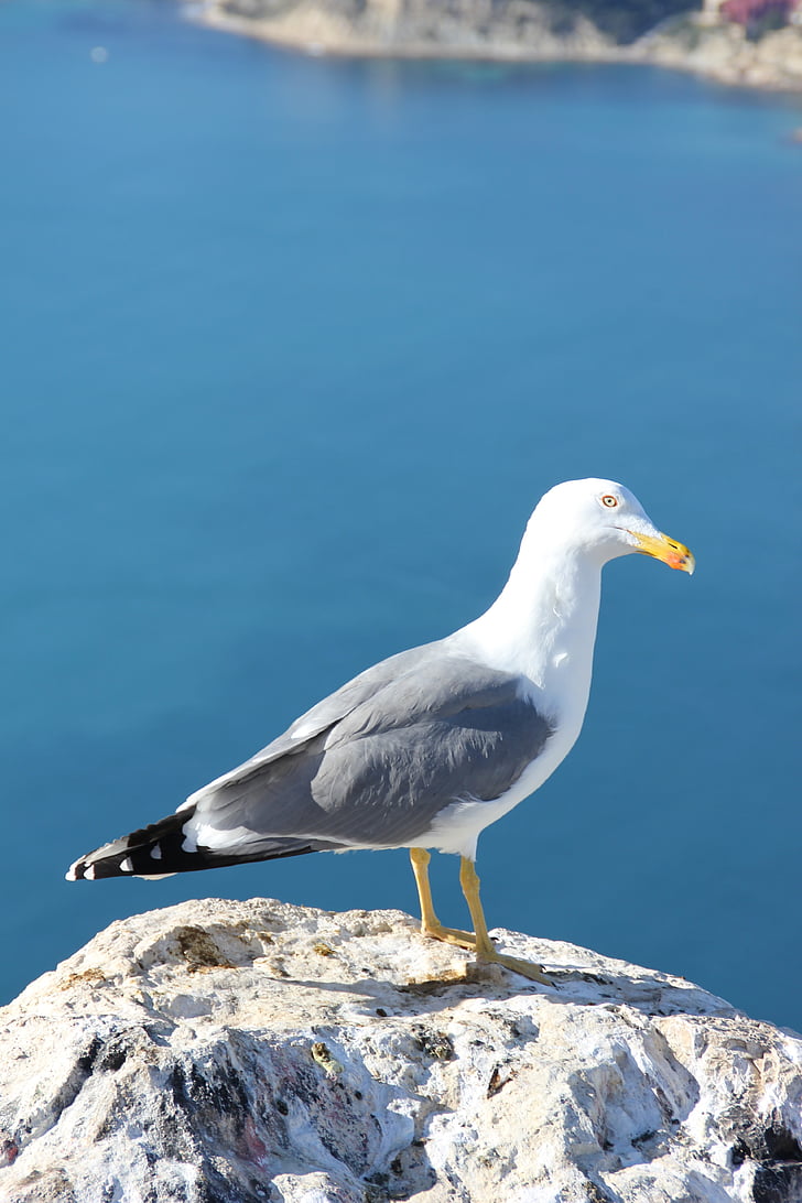 Seagull, Ave, fågel, Calpe, Alicante, Spanien