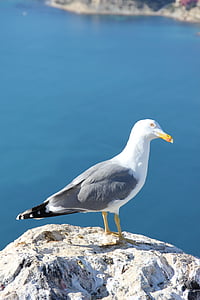 Чайка, пр., птица, Calpe, Аликанте, Испания