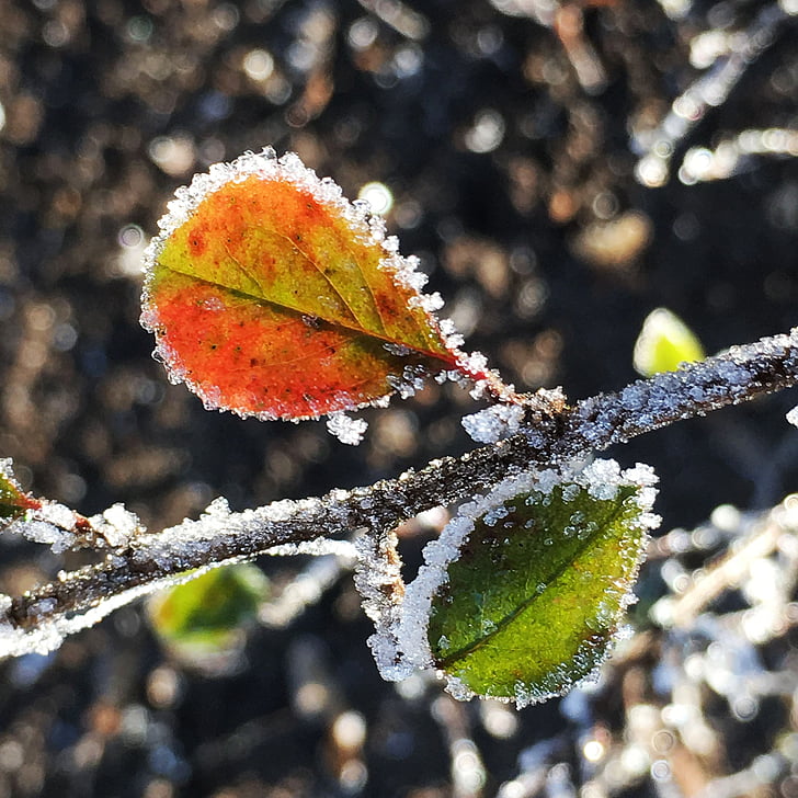 pozimi, slana, hladno, Frost, listi, podružnica, struktura listov
