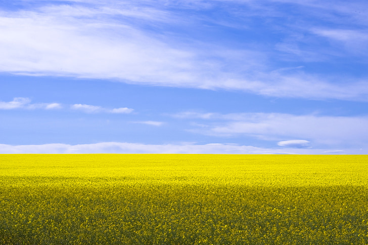 canola, field, yellow, agriculture, rural, landscape, countryside