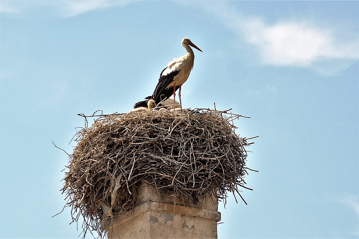 Stork, boet, utfodring, häckande, storkens nest, fågel, sättsteg