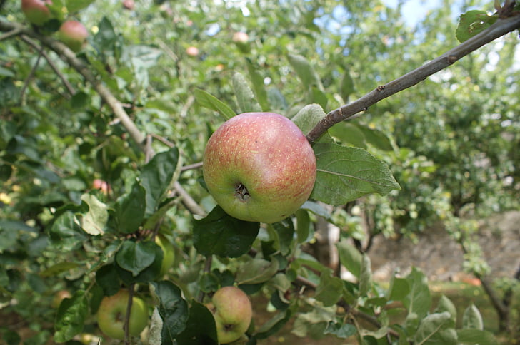 Apple, Orchard, efterår, træ, frugt