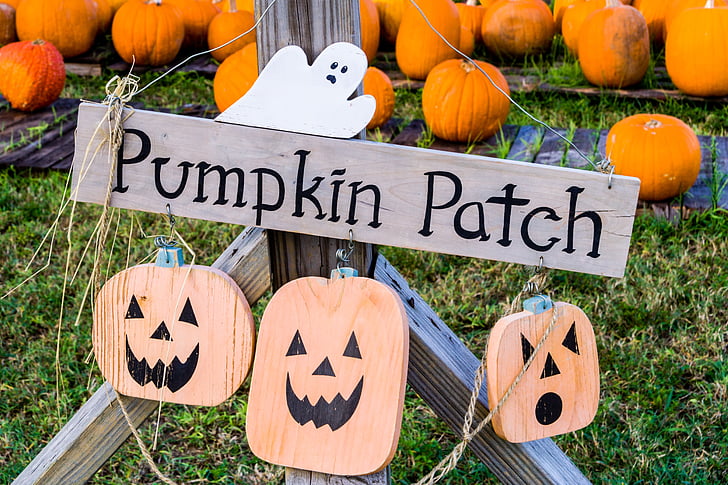 Halloween, Pumpkin patch, jack-o-lantern, tök, narancs, ősz, dekoráció