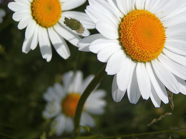 Daisy, vit, gul, biljetter, detalj, skönhet, blomma
