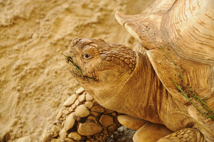 skildpadde, hoved, Luk, Turtle head