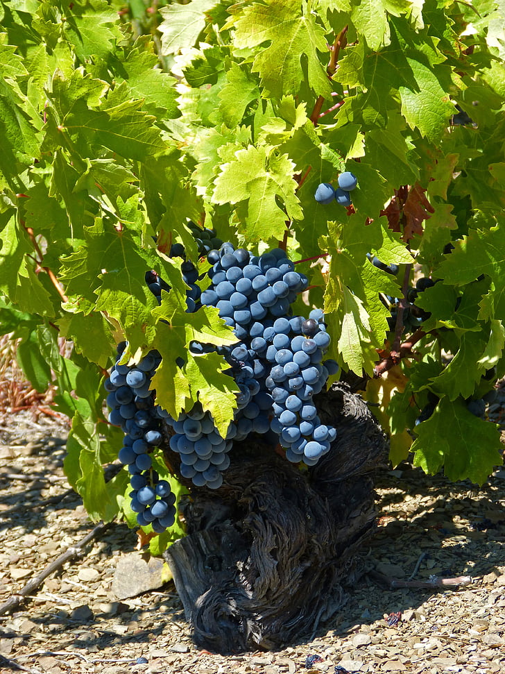 vinske trte, Star vinograd, regiji Priorat, skrilavca, llicorella, vinogradi, garnatxa