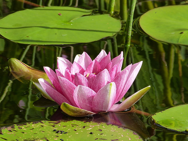water lily, blossom, bloom, water rose, pond, water lilies, flower