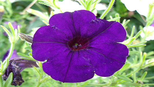 Petunia, Blume, Blau, Anlage, Floral, Blüte, Frühling