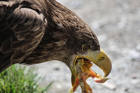 Adler, jedlo, jesť, Peck, kŕmenie, vták, zvieratá
