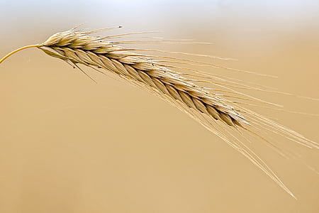 cereals, ear, plant, nature, agriculture, wheat, cereal Plant