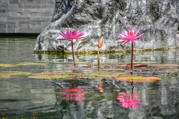 Lotus, reflexió, natura, natural, l'aire lliure, fons, jardí