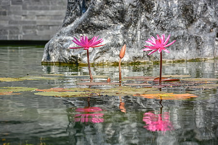 Lotus, reflectie, natuur, natuurlijke, buiten, achtergrond, Tuin