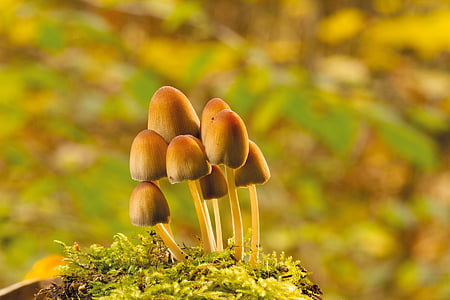 champignon, efterår, træ svamp, Moss, skov, natur, svamp