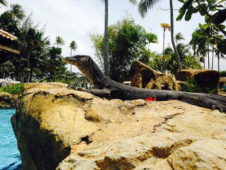 monitor lizard, sunbathing, nature, lizard, reptile