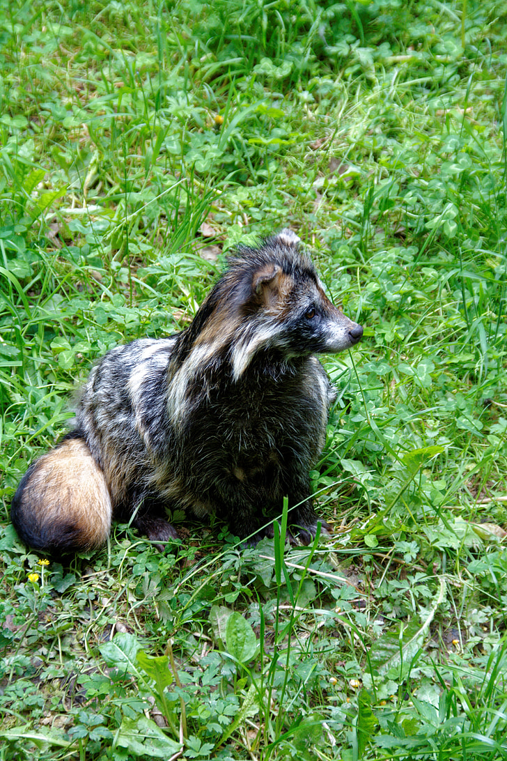 Fuchs, animale, sălbatice, lumea animalelor, cu blană, gradina zoologica, Wildlife park