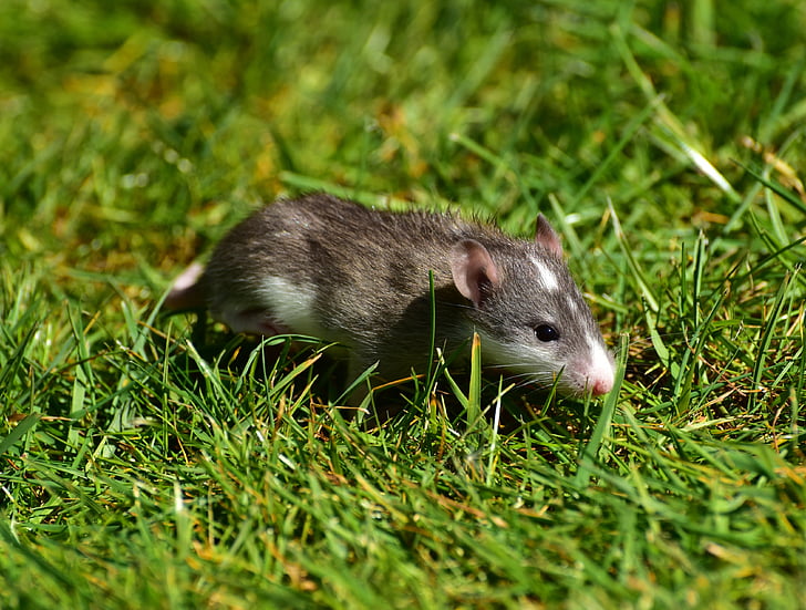 Rat, baby ratten, Rush, schattig, jonge dier, nager, Sweet