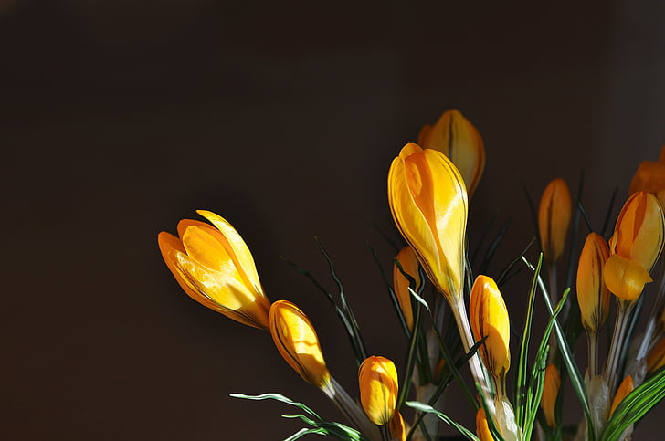 Κρόκος, λουλούδι, φυτό, Κίτρινο, λουλούδια, Κίτρινο άνοιξη λουλούδι, λουλούδι άνοιξη